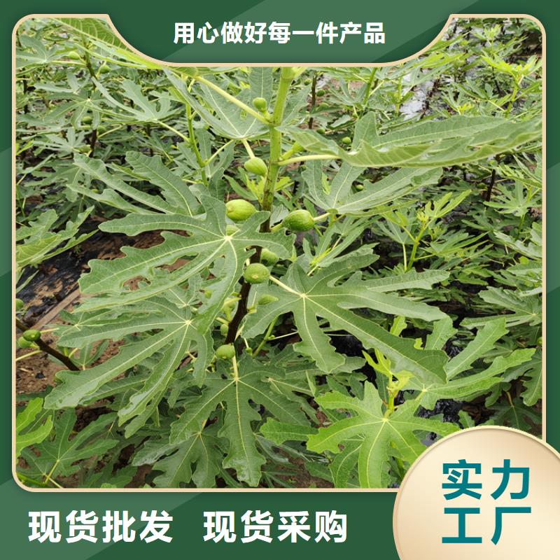 大青皮无花果苗功效与作用及禁忌/轩园园艺场