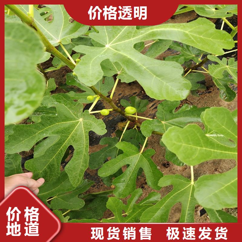 无花果桃树苗现货实拍
