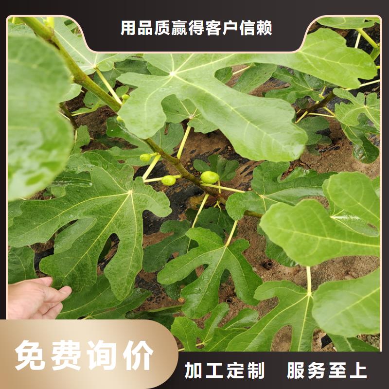 无花果_蓝莓苗好货有保障