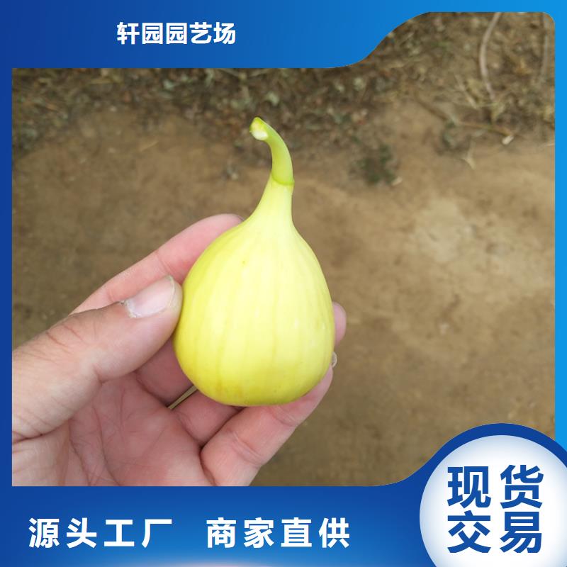 无花果【樱桃苗】多年厂家可靠