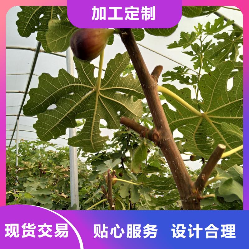 【无花果】,梨树苗资质认证-轩园园艺场(三门峡市分公司)