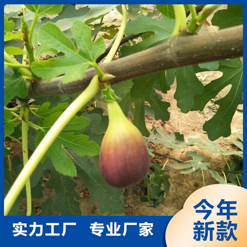 无花果石榴苗现货销售