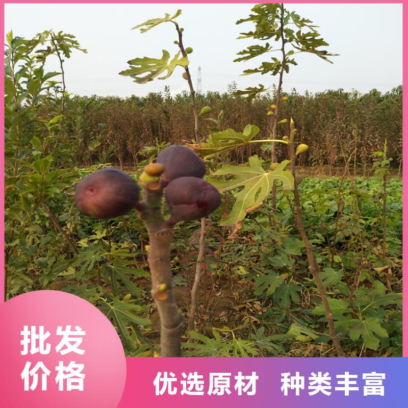 无花果无花果苗准时交付