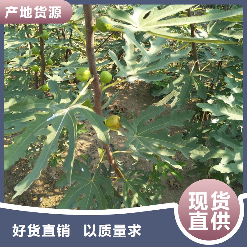 无花果桃树苗现货实拍