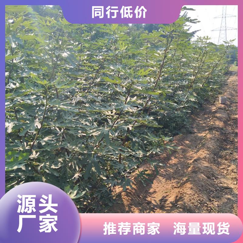 【无花果】_苹果苗讲信誉保质量