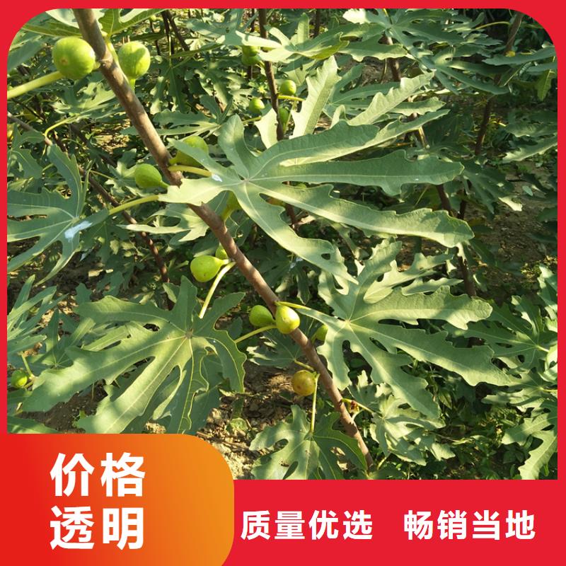 无花果【樱桃苗】多年厂家可靠
