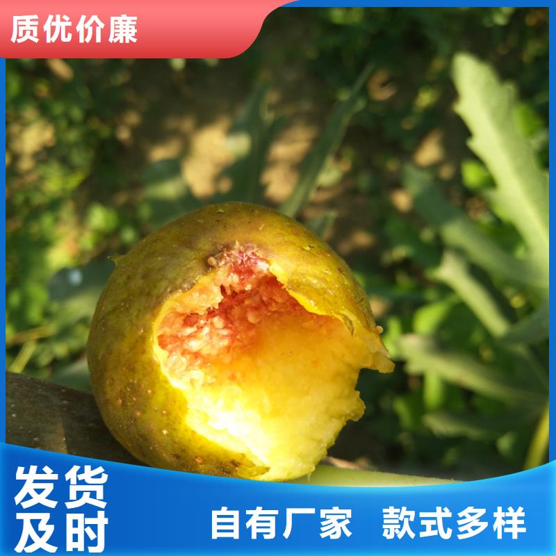 无花果_蓝莓苗好货有保障