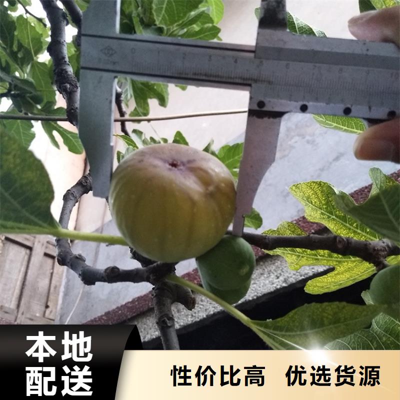 布兰瑞克无花果苗新奇品种/轩园园艺场