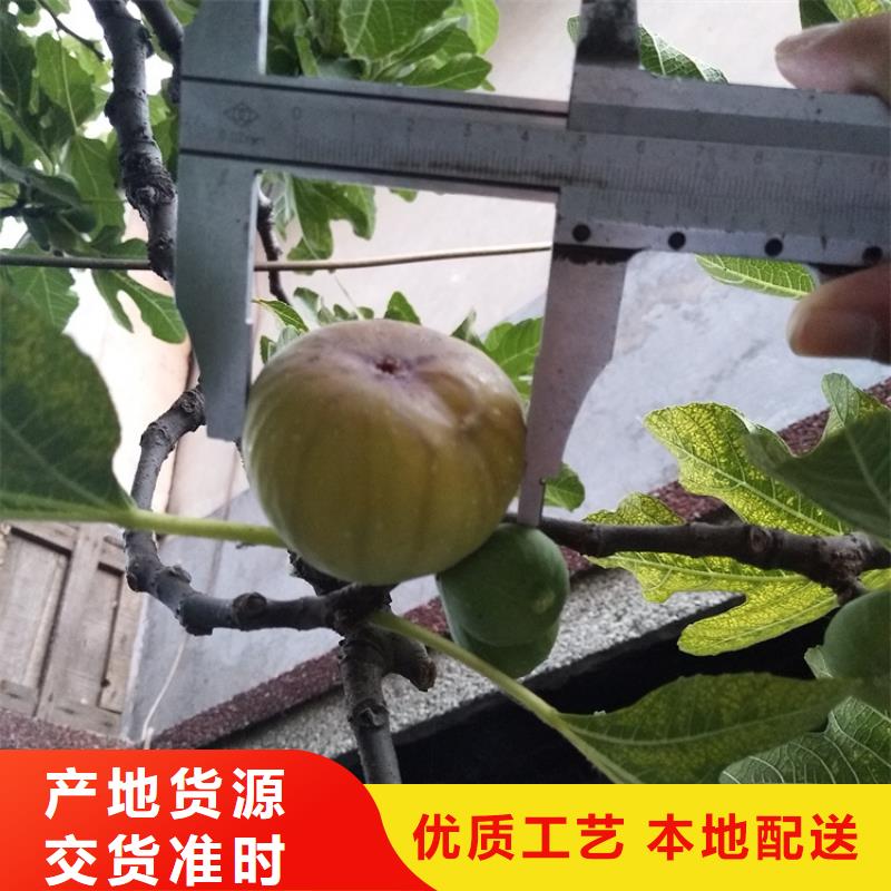 巴劳奈无花果苗什么时间移栽