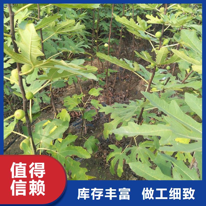 无花果板栗苗厂家现货批发