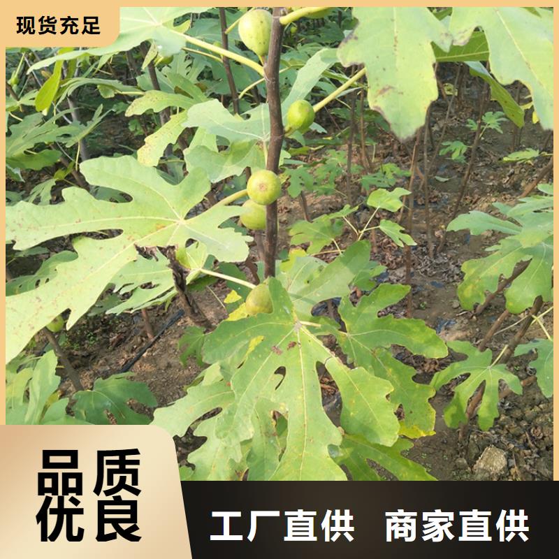 无花果树苗种植管理技术/轩园园艺场