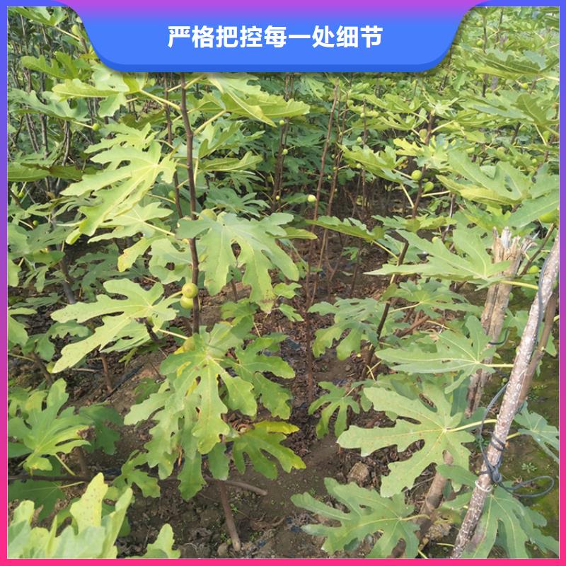 无花果石榴苗现货销售