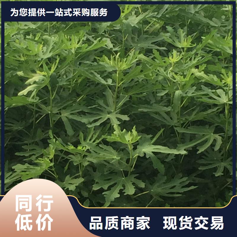 无花果石榴苗现货销售