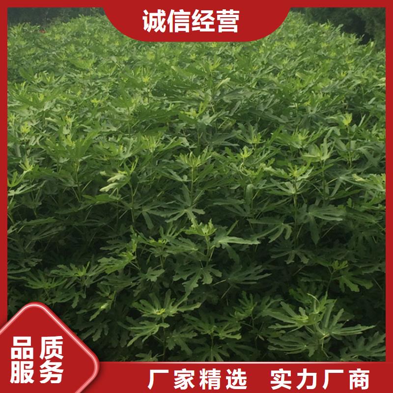 无花果_蓝莓苗好货有保障