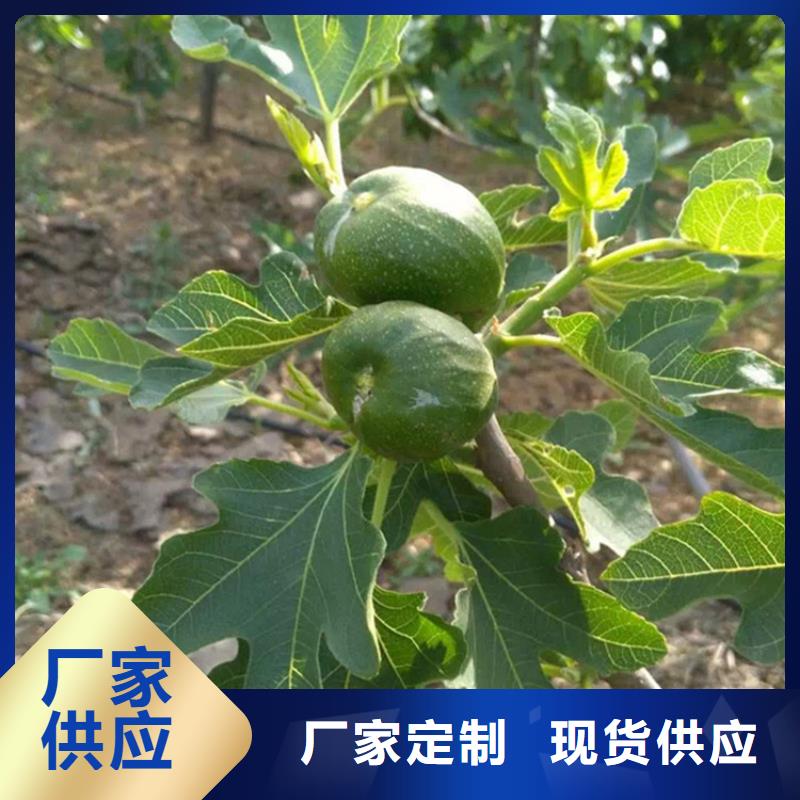 无花果樱桃苗优质原料