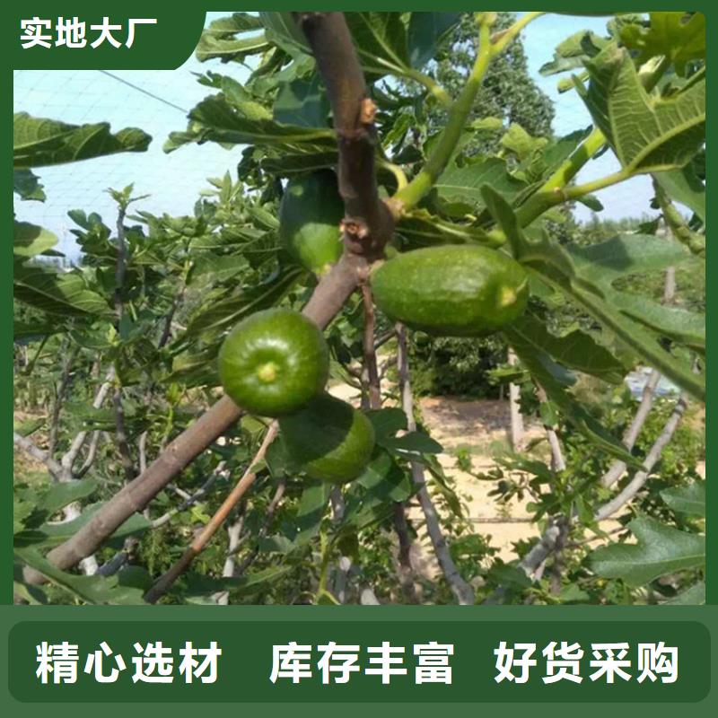无花果樱桃苗优质原料