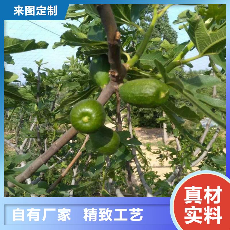无花果_蓝莓苗好货有保障