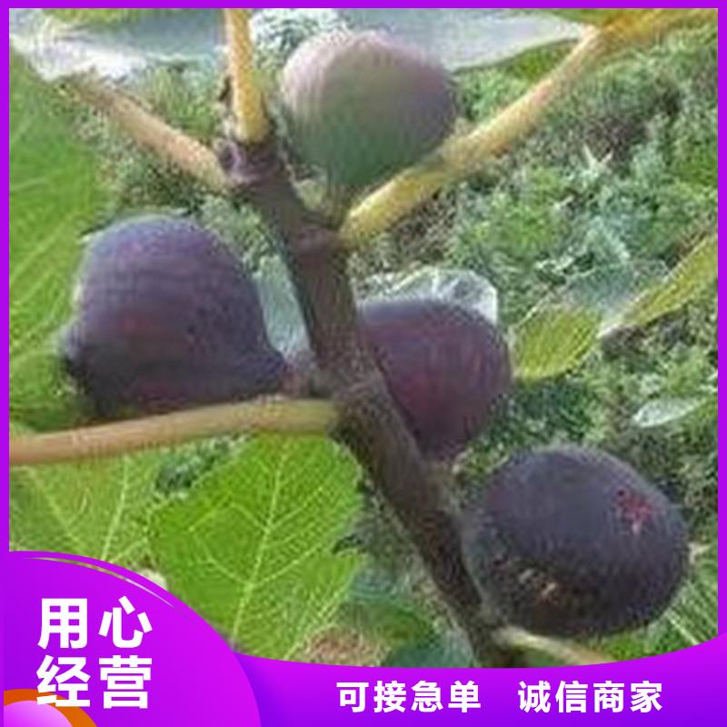 无花果_蓝莓苗好货有保障