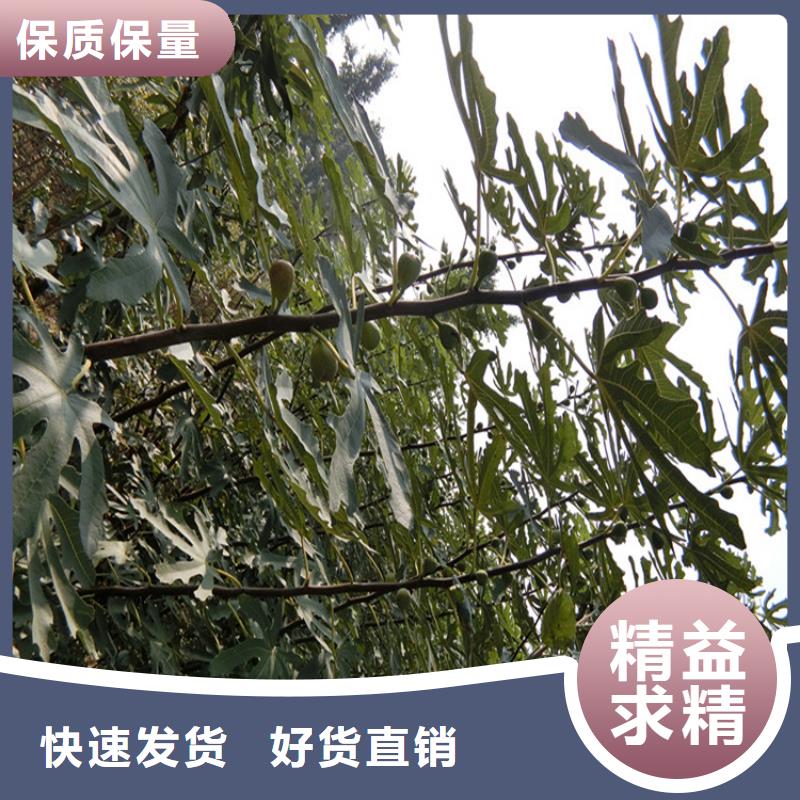 无花果_蓝莓苗好货有保障
