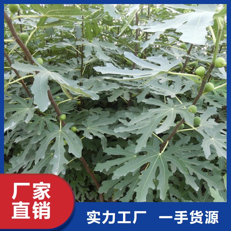 无花果桃树苗现货实拍