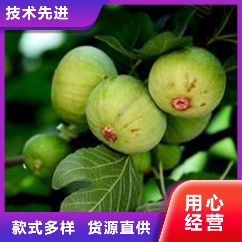 巴劳奈无花果苗什么时间移栽