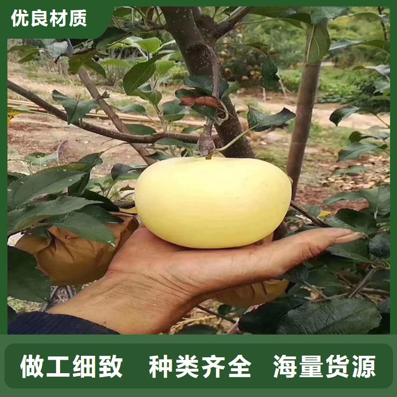 苹果西瓜苗用心制作