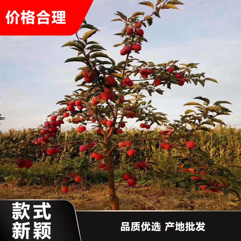 【苹果】樱桃苗注重细节