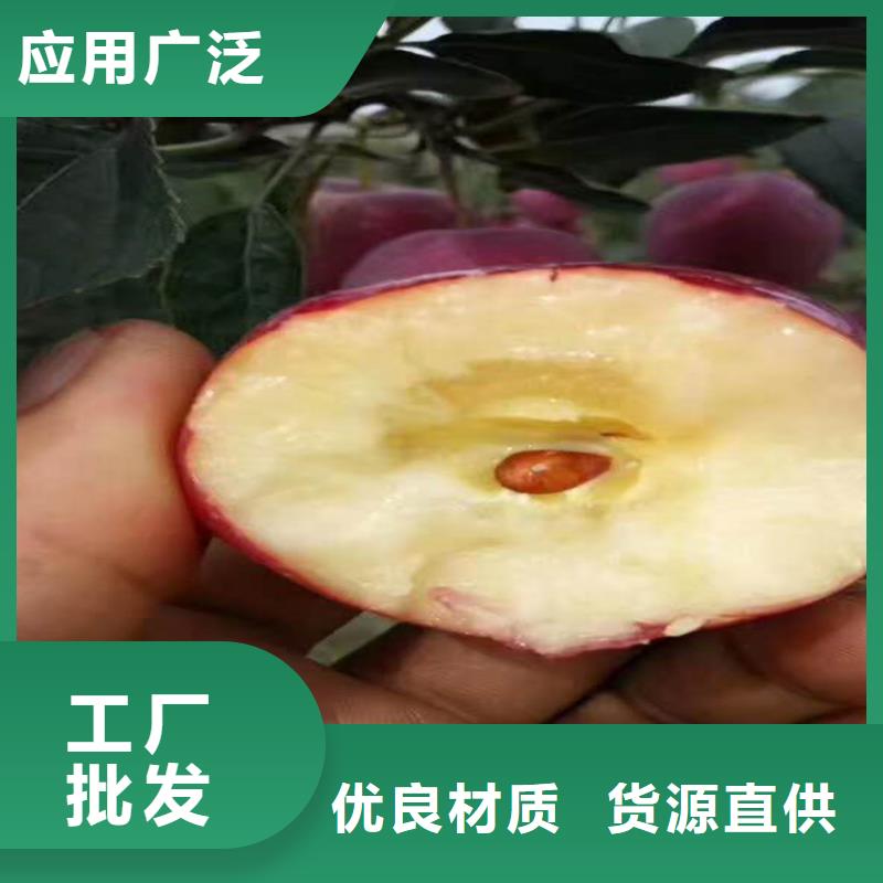 【苹果】樱桃苗注重细节