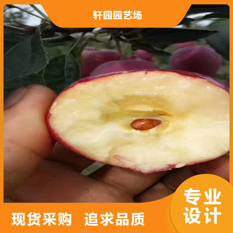 苹果苹果苗工期短发货快