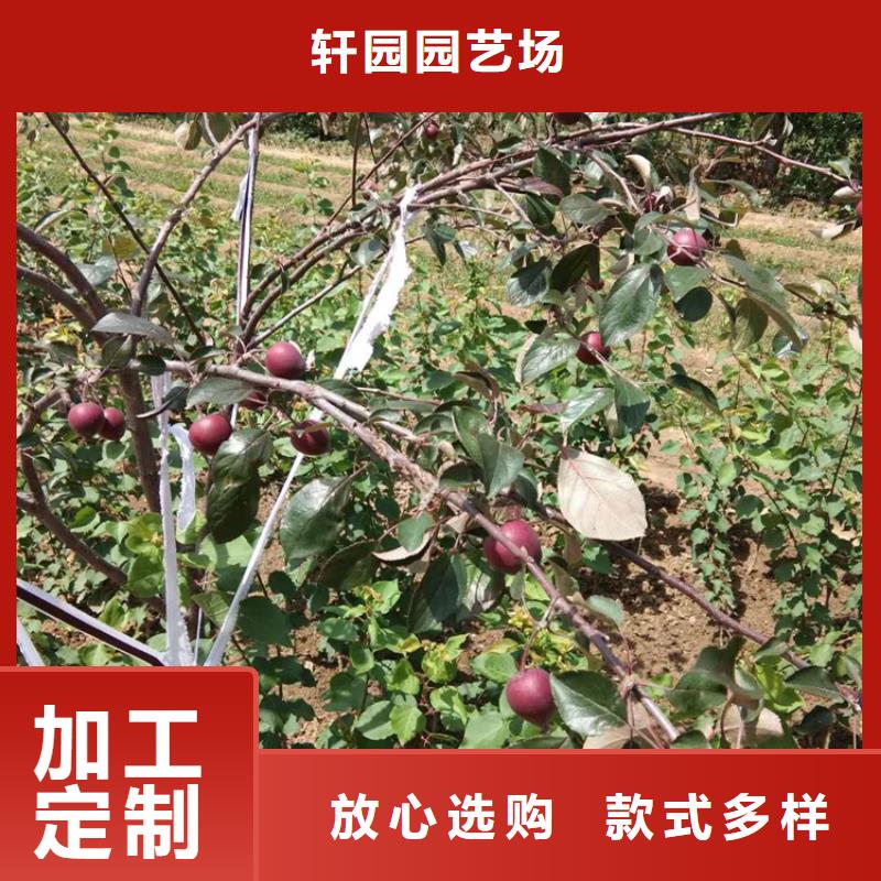 苹果苹果苗采购无忧