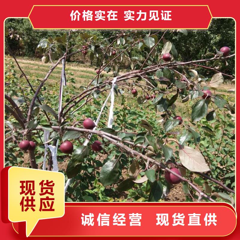 苹果-李树苗货源直销