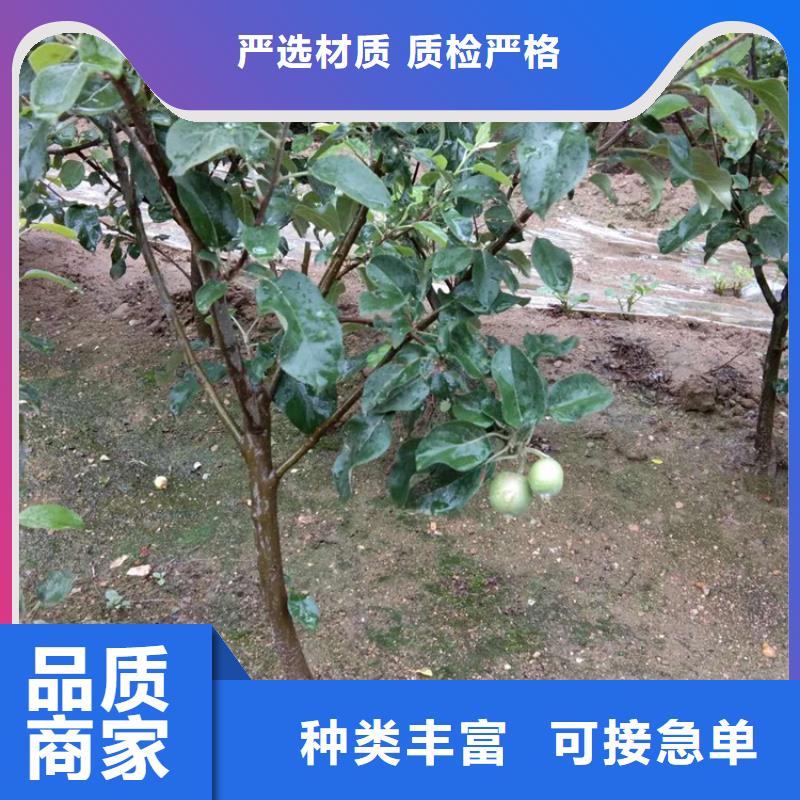 苹果西瓜苗用心制作