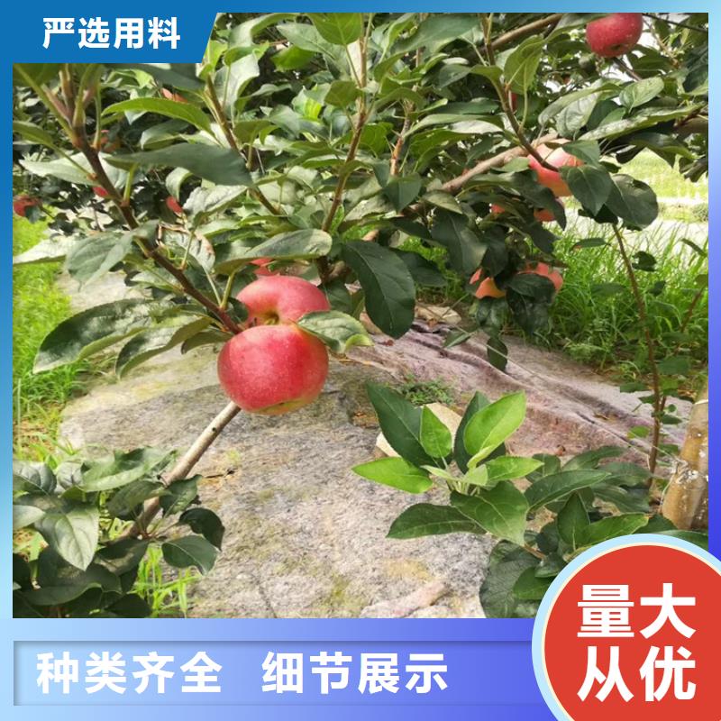 【苹果樱桃苗准时交付】