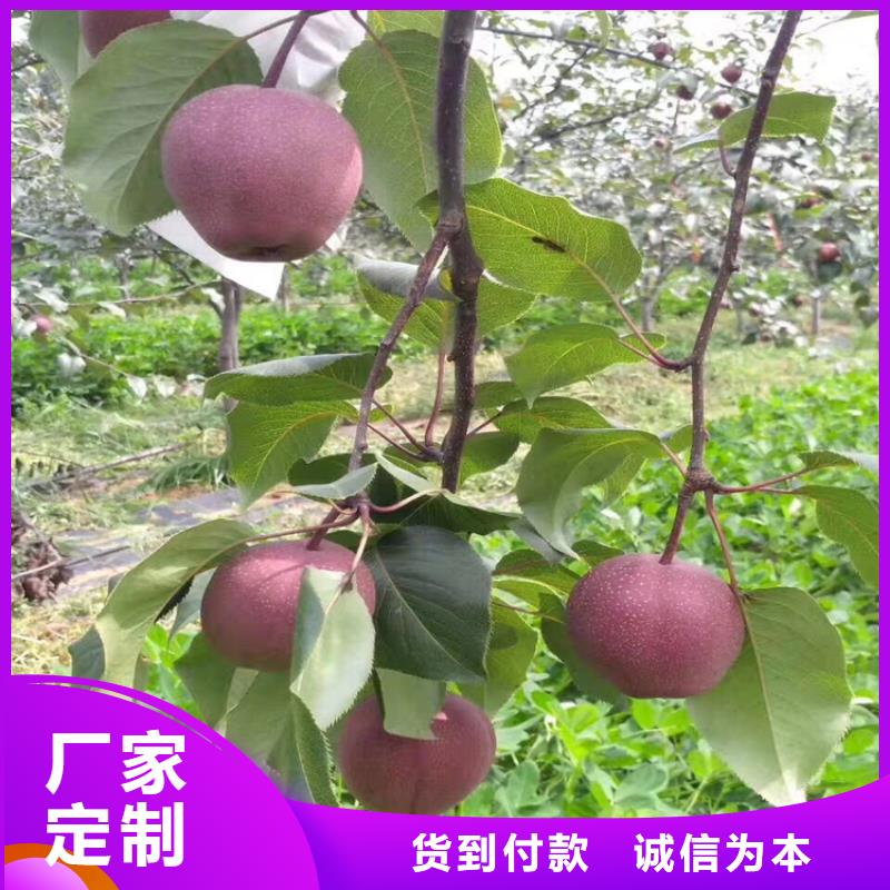 【苹果樱桃苗准时交付】
