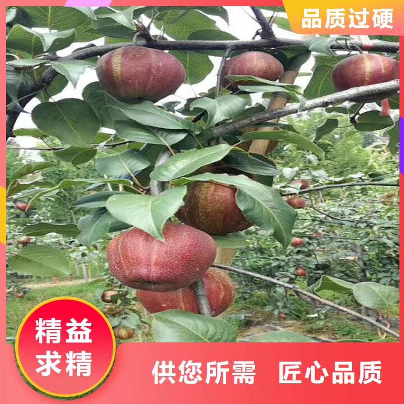 苹果西瓜苗用心制作