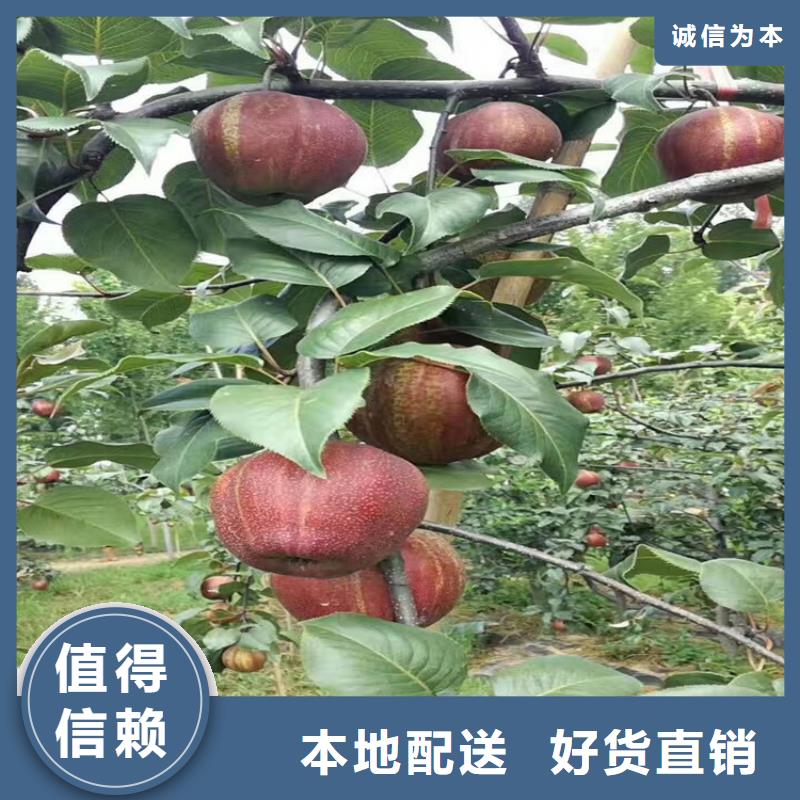 苹果苹果苗工期短发货快
