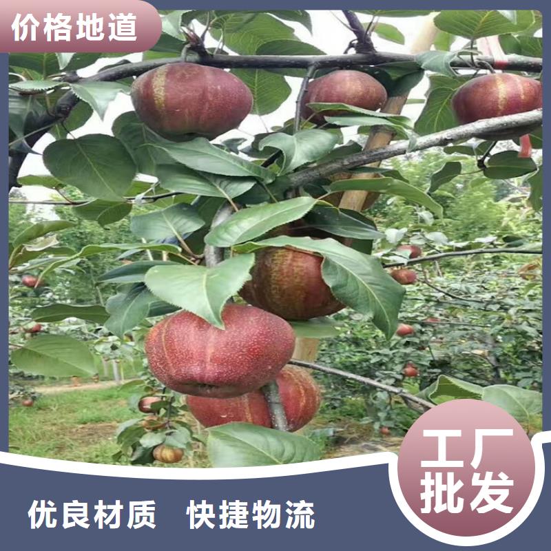 苹果无花果苗让利客户