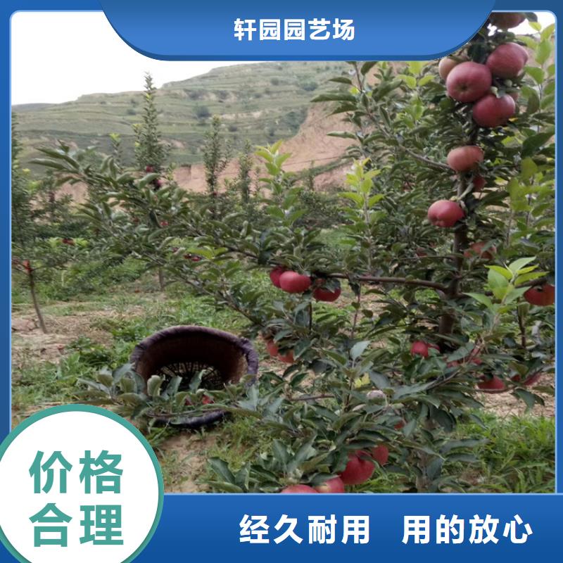 苹果-苹果苗诚信为本