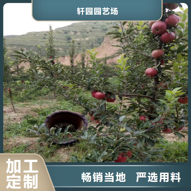 苹果,桃树苗满足多种行业需求