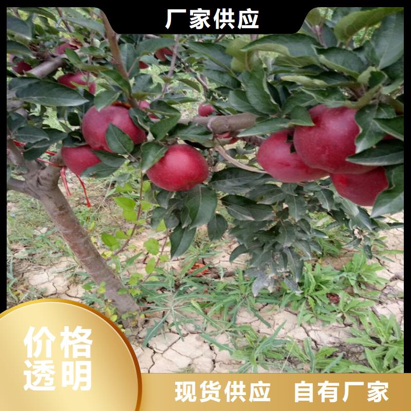 苹果-苹果苗诚信为本