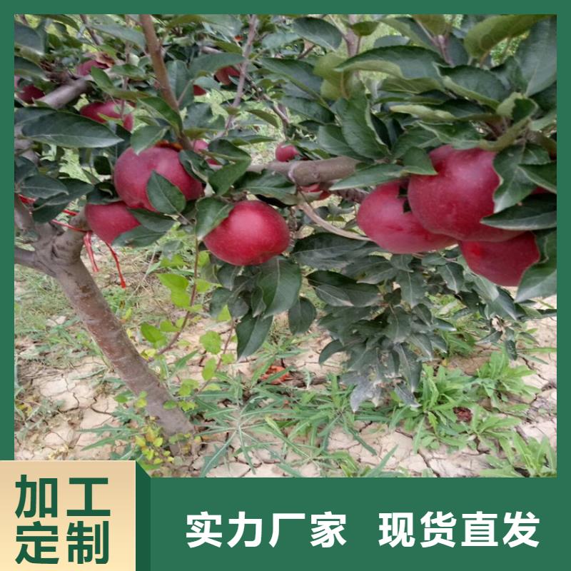 苹果-苹果苗诚信为本