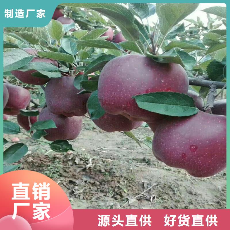 苹果西瓜苗用心制作