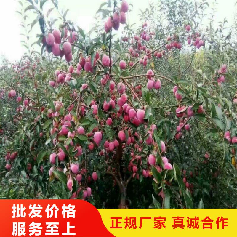 苹果,桃树苗满足多种行业需求