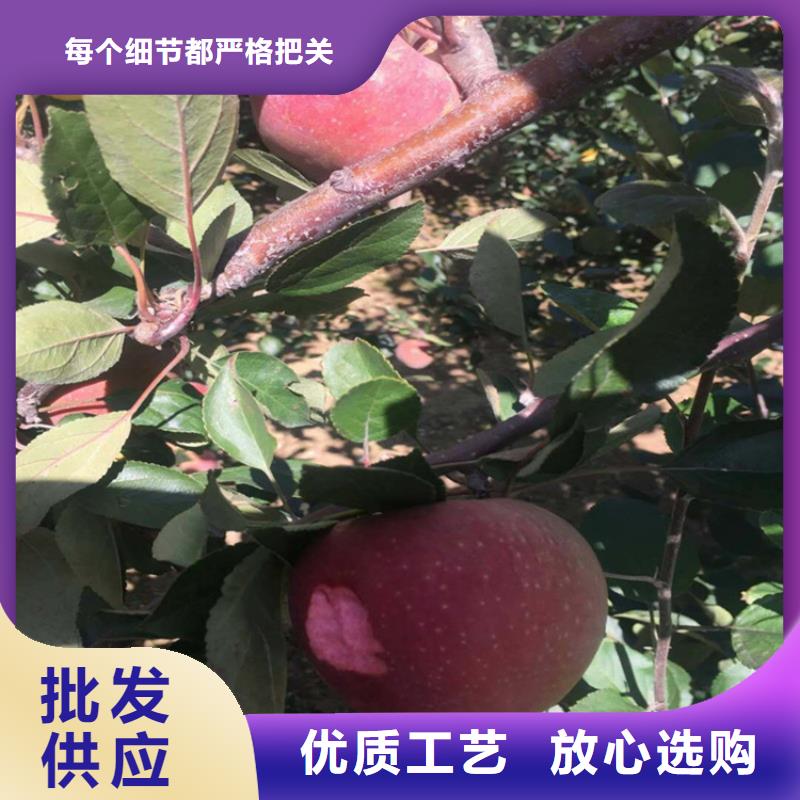 苹果苹果苗真诚合作