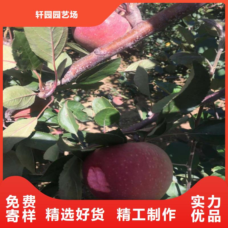苹果苹果苗工期短发货快