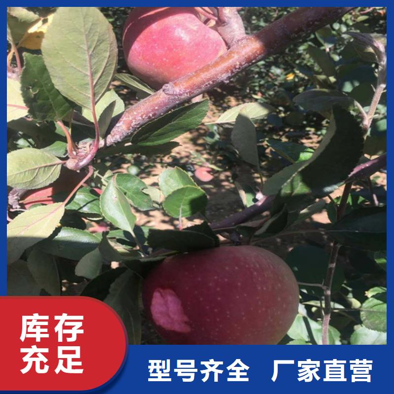 【苹果黄瓜苗让客户买的放心】