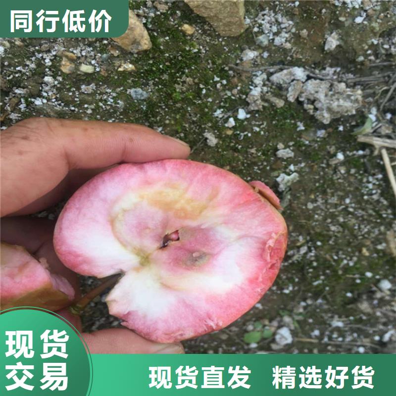 【苹果黄瓜苗让客户买的放心】