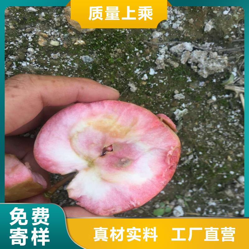 苹果苹果苗工期短发货快