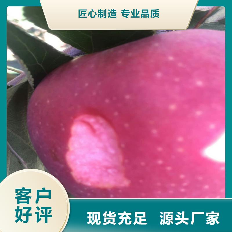 中秋王苹果苗基地直销/轩园园艺场