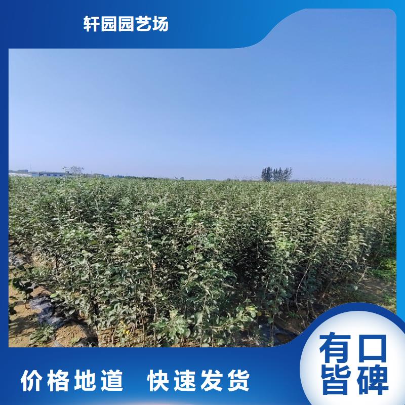 【苹果黄瓜苗让客户买的放心】